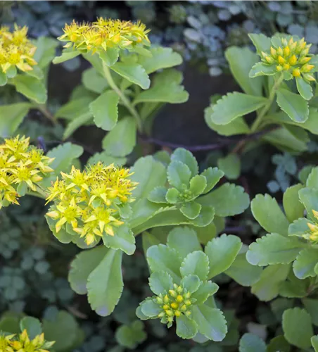 Sedum kamtschaticum