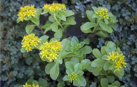 Sedum kamtschaticum