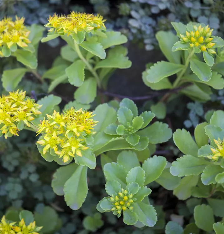 Kamtschatka-Fettblatt