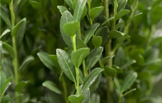 Ilex crenata 'Fastigiata'