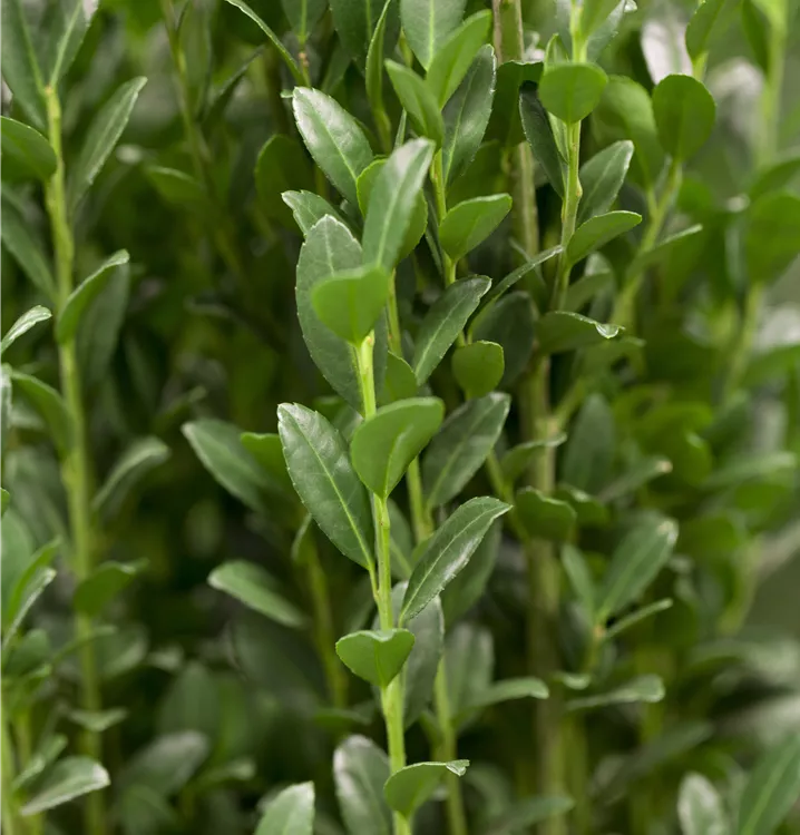 Säulen-Berg-Ilex 'Fastigiata'