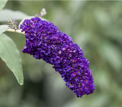 Buddleja davidii 'Black Knight'