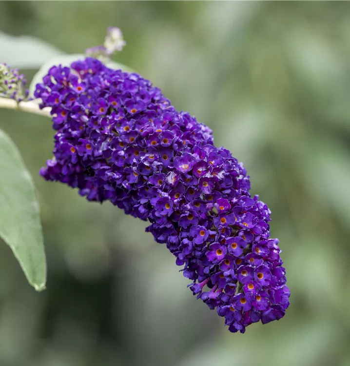 Sommerflieder 'Black Knight'