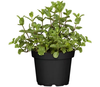 Mentha spicata 'Maroccan'