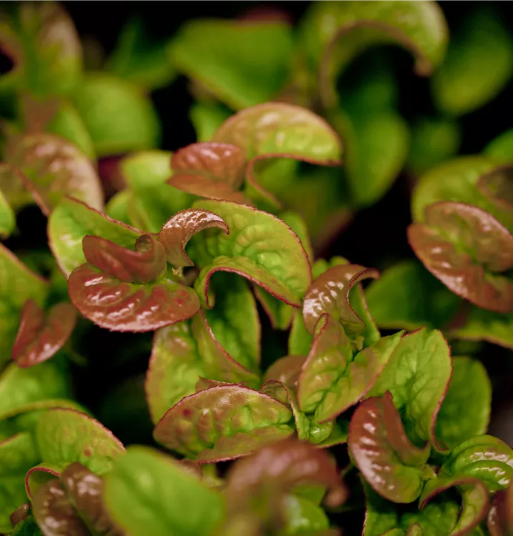 Traubenheide 'Curly Red'®