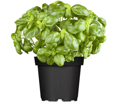 Ocimum basilicum