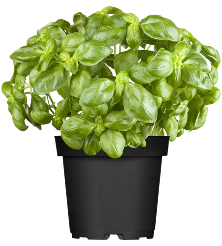 Ocimum basilicum