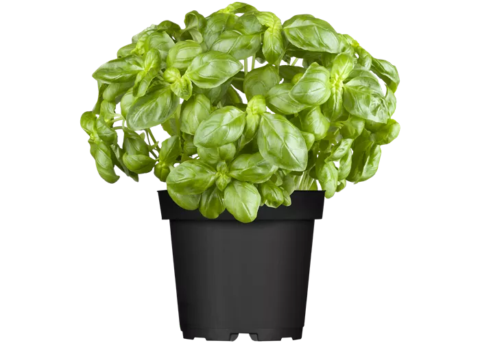 Ocimum basilicum