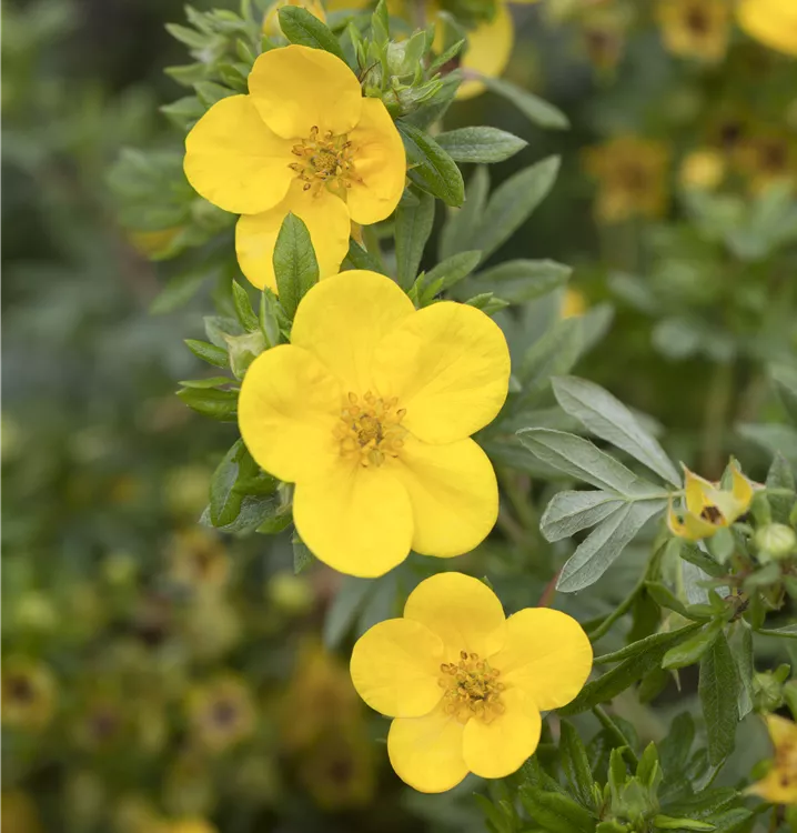 Fingerstrauch 'Kobold'