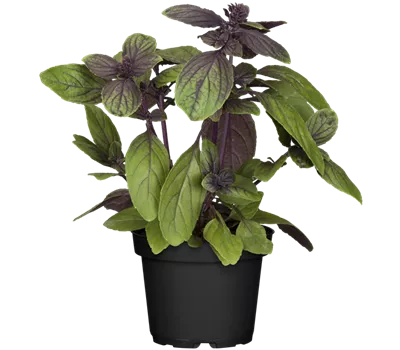 Ocimum basilicum 'Magic Blue'