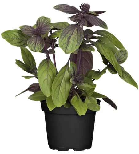 Ocimum basilicum 'Magic Blue'