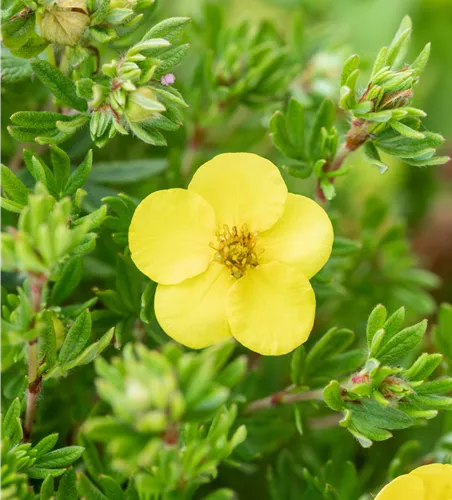 Potentilla fruticosa 'Kobold'