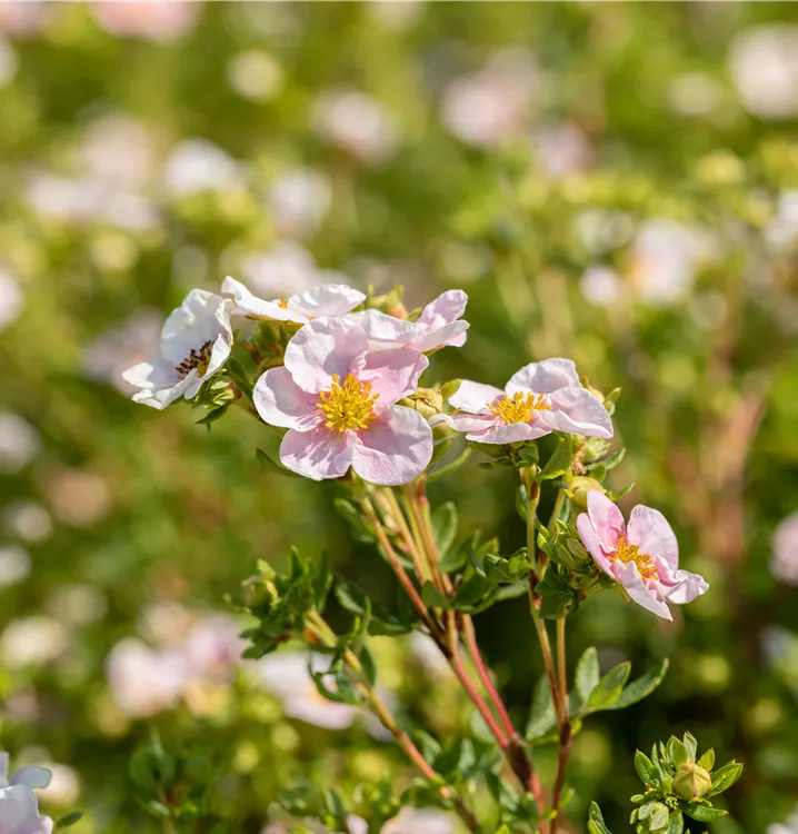 Fingerstrauch 'Pink Queen'