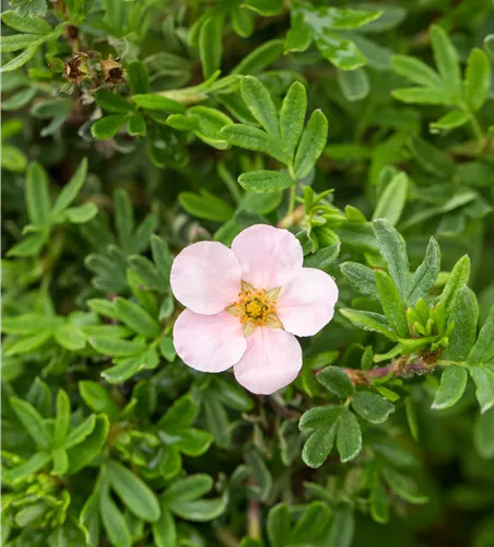 Potentilla fruticosa 'Pink Queen'