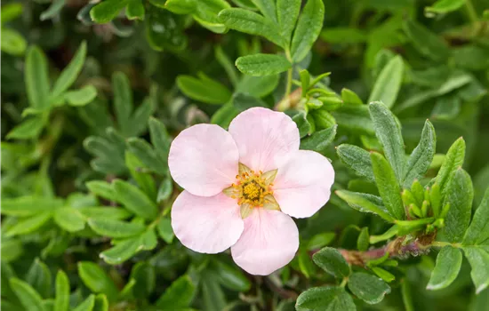Potentilla fruticosa 'Pink Queen'