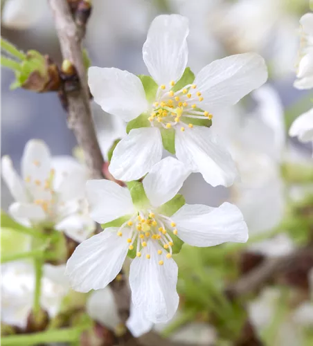 Prunus incisa 'Kojou-no-mai'