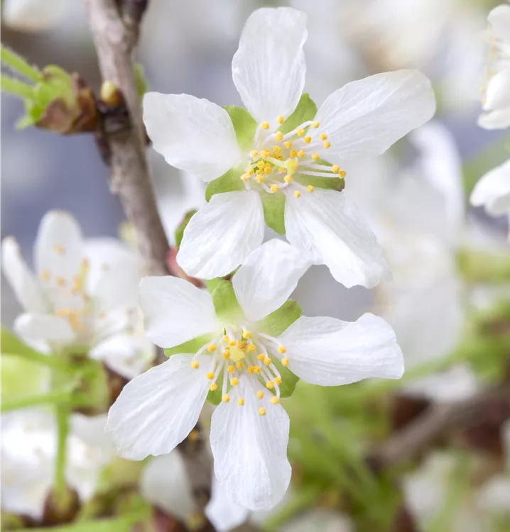 Geschlitzte Kirsche 'Kojou-no-mai'
