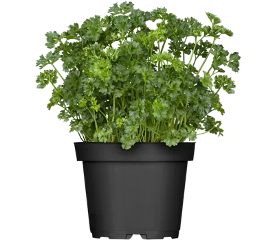 Petroselinum crispum