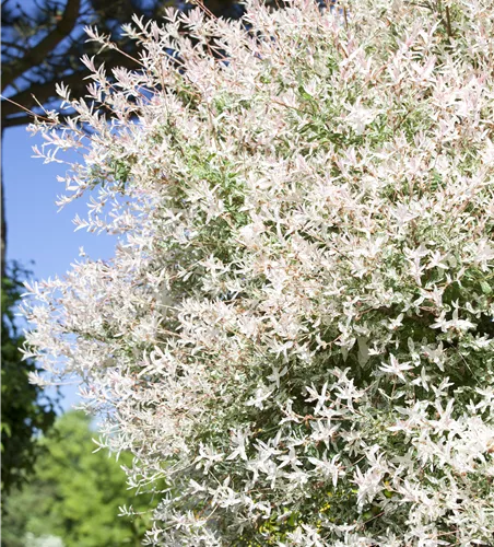 Salix integra 'Hakuro Nishiki'