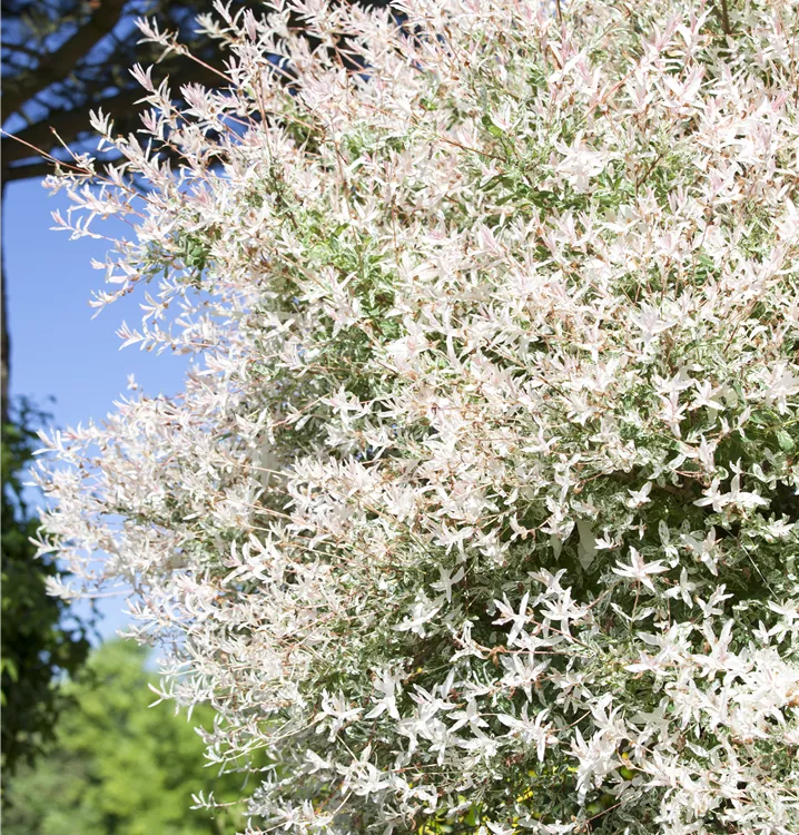 Harlekin-Weide 'Hakuro Nishiki'