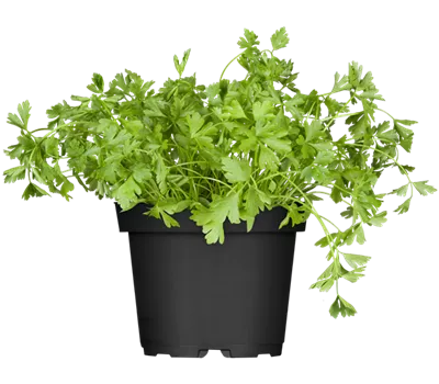 Petroselinum crispum, glatt
