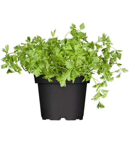 Petroselinum crispum, glatt