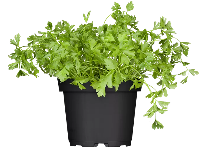 Petroselinum crispum, glatt