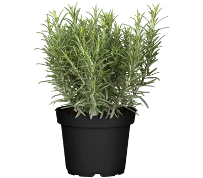 Rosmarinus officinalis