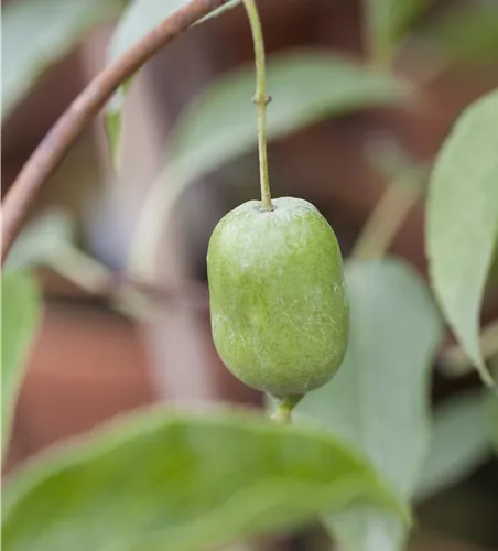 Actinidia arguta 'Issai'