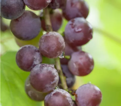 Vitis vinifera 'Suffolk Red'