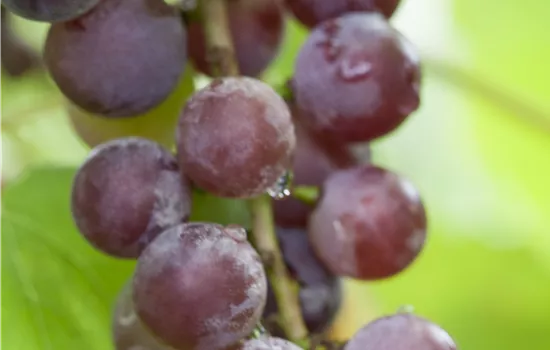 Vitis vinifera 'Suffolk Red'