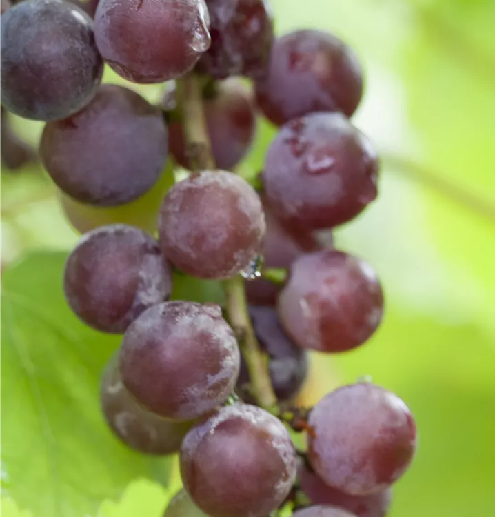 Weinrebe 'Suffolk Red'