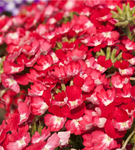 Verbena 'Wicked Pink Pepper'