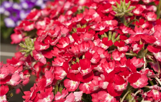 Verbena 'Wicked Pink Pepper'