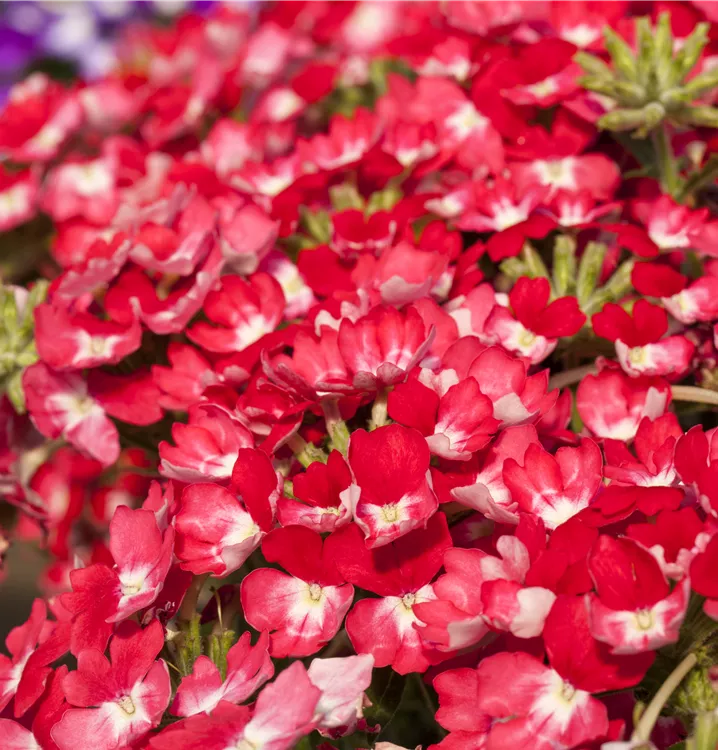 Verbene 'Wicked Pink Pepper'