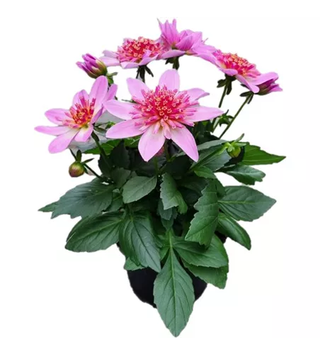 Dahlia coc. 'Maxi Starburst Pink'