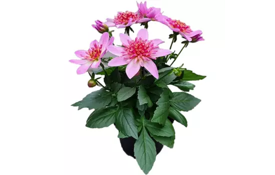 Dahlia coc. 'Maxi Starburst Pink'