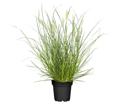 Pennisetum alopecuroides 'Little Bunny'