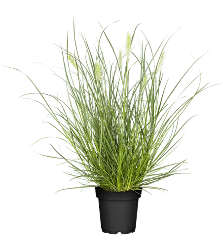 Pennisetum alopecuroides 'Little Bunny'