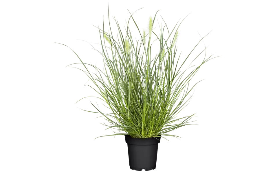 Pennisetum alopecuroides 'Little Bunny'