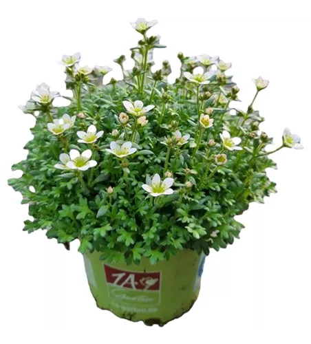 Saxifraga x arendsii 'Pixi Pan Appleblossom'