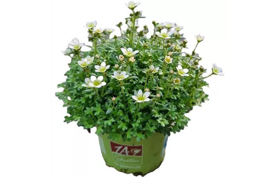 Saxifraga x arendsii 'Pixi Pan Appleblossom'