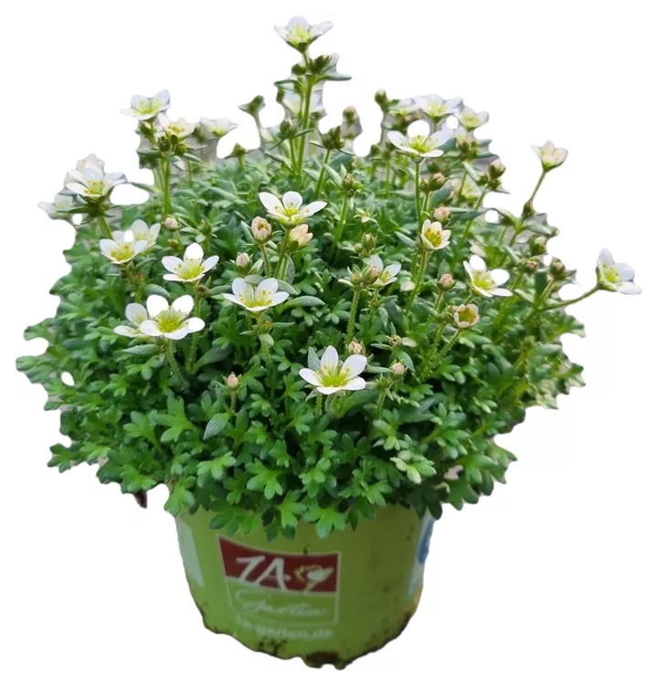 Garten-Moos-Steinbrech 'Pixi Pan Appleblossom'