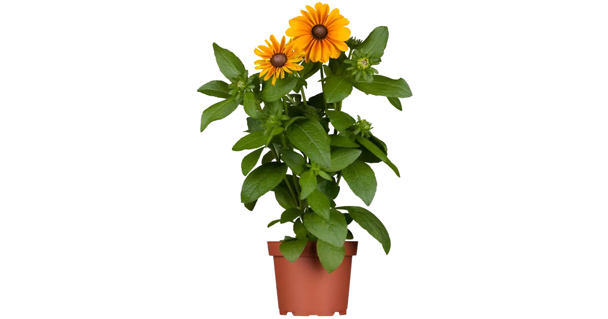 welcher dünger enthält viel kalium Dennerle Plant Care K main image 0