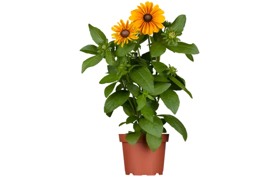Rudbeckia hirta 'Toto'®