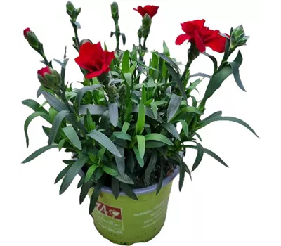 Dianthus caryophyllus 'Oscar® Dark Red'