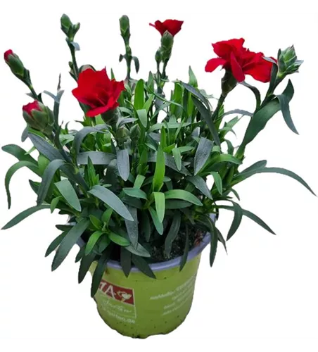 Dianthus caryophyllus 'Oscar® Dark Red'