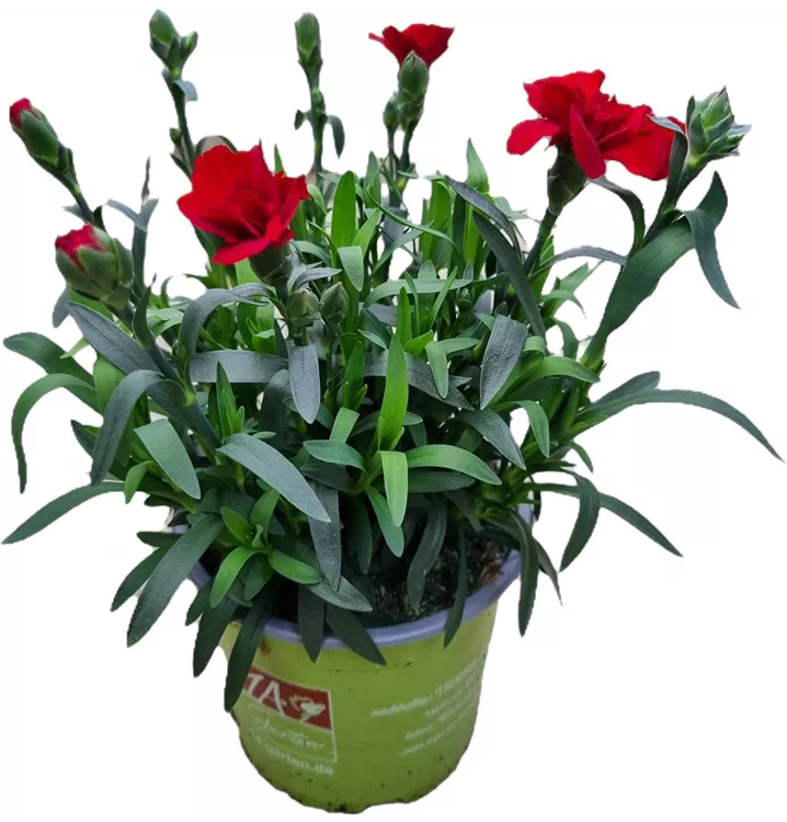 Gartennelke 'Oscar® Dark Red'
