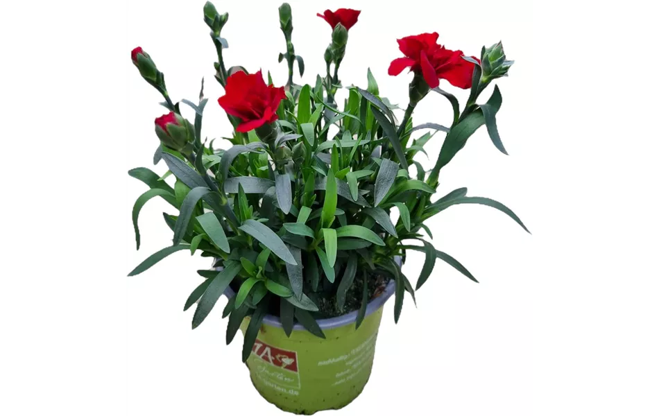 Dianthus caryophyllus 'Oscar® Dark Red'