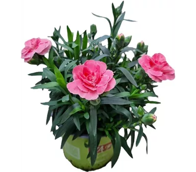Dianthus caryophyllus 'Oscar® Pink'